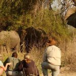 knp walk