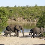 Kruger National Park