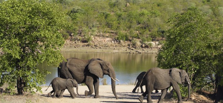 Kruger National Park