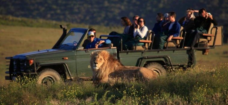 Kruger National Park Safari