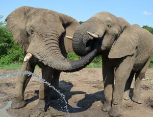 4 Days Kruger National Park From White River 4 Days Kruger National Park From White River