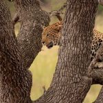 Kruger National Park