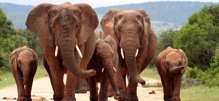 Elephant Herd Kruger National Park