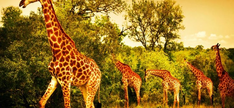 Kruger National Park