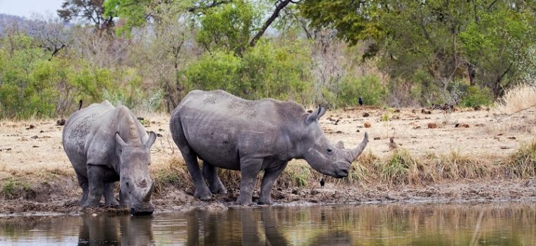 Rhinos Kruger, Johannesburg , Nelspruit