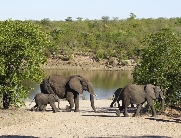 Kruger National Park