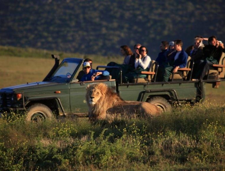 Kruger National Park Safari