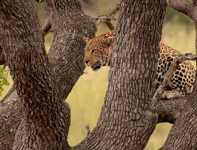 Kruger National Park Safari
