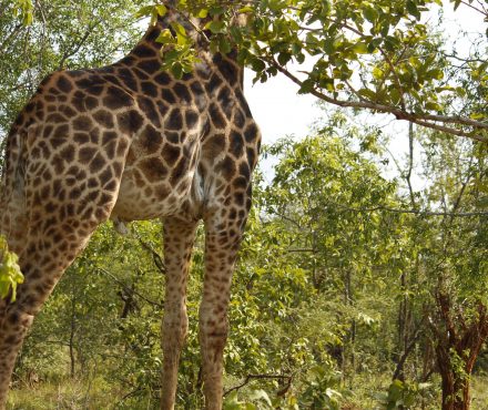 Full Day Kruger National Park Safari from Nelspruit