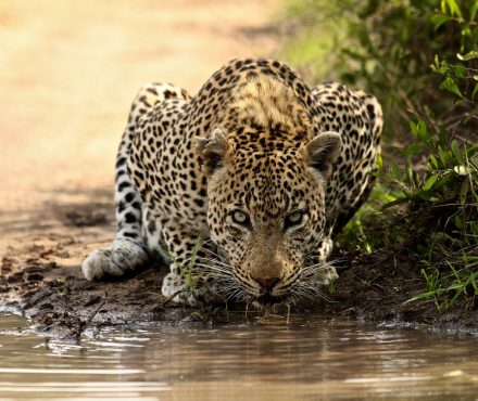 4 Days in Kruger