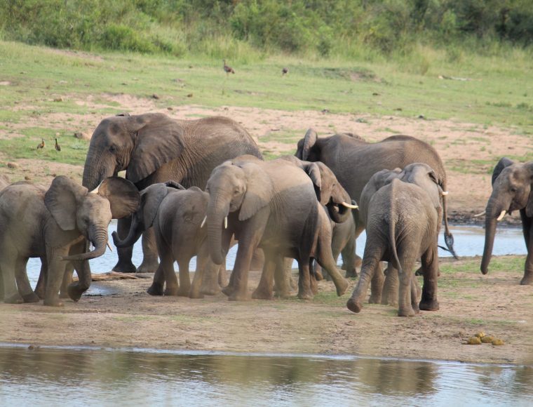 Kruger 2 Days family Package