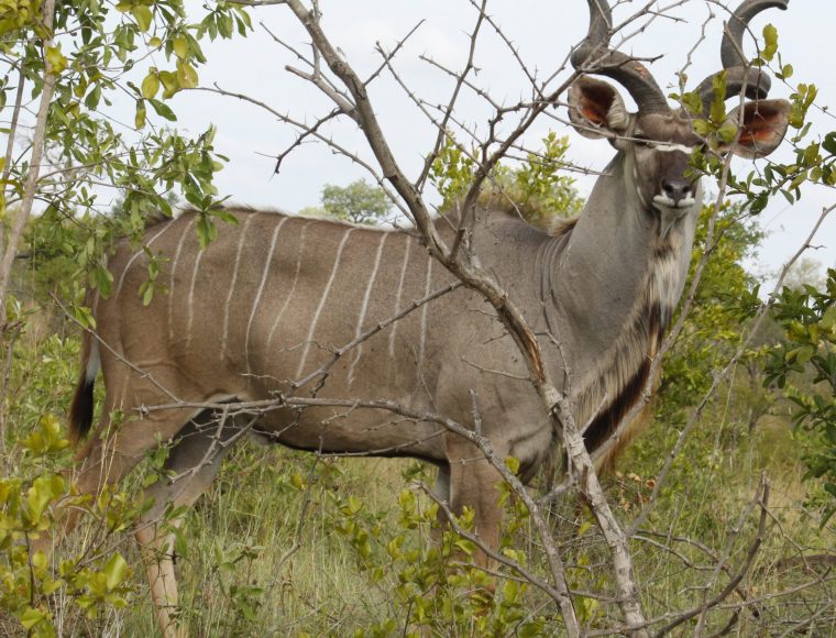 Kruger 3 days family Package
