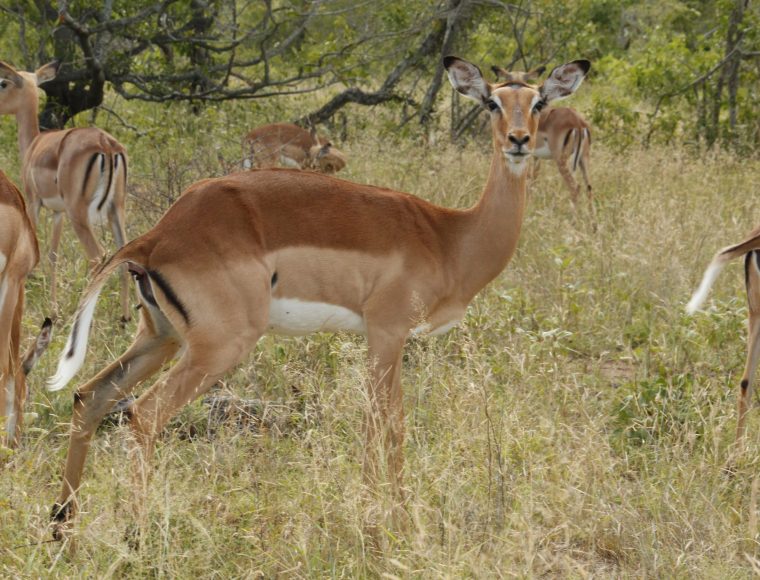 Kruger 4 Days Family Package