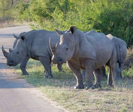Kruger