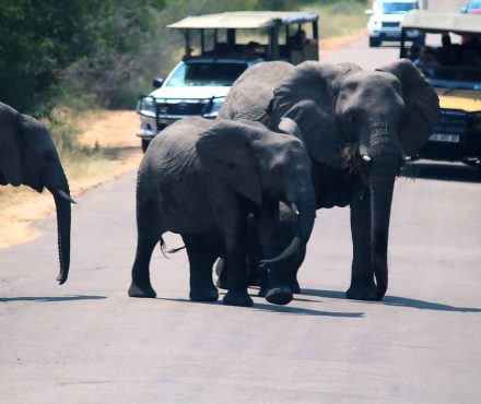 Kruger National Park Safaris from Hazy View