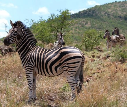 Kruger National Park
