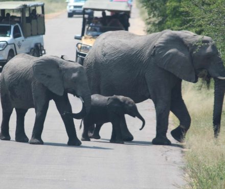 Kruger Safari