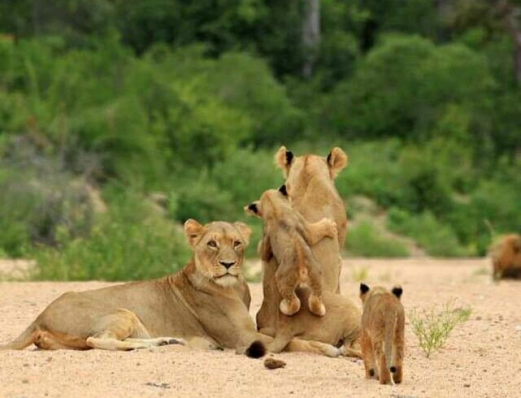Kruger National Park Safari