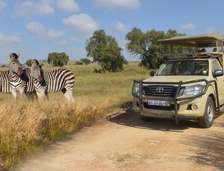 Kruger National Park Safari