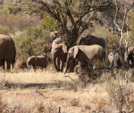 Kruger Day Safari From Johannesburg
