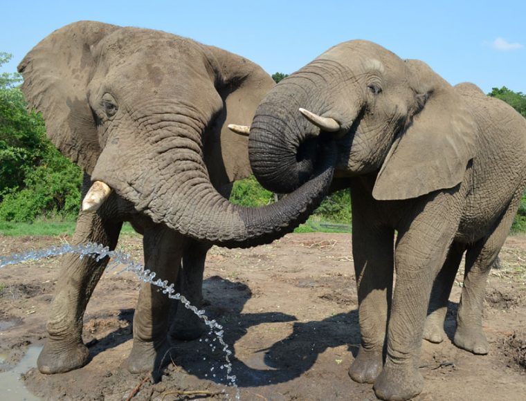 4 Days Kruger National Park From White River