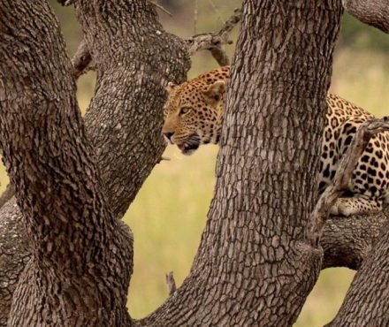 Kruger National Park